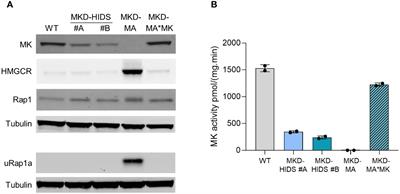 Mevalonate kinase-deficient THP-1 cells show a disease-characteristic pro-inflammatory phenotype
